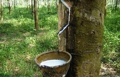 2017年6月中旬青島保稅區橡膠庫存繼續增加 